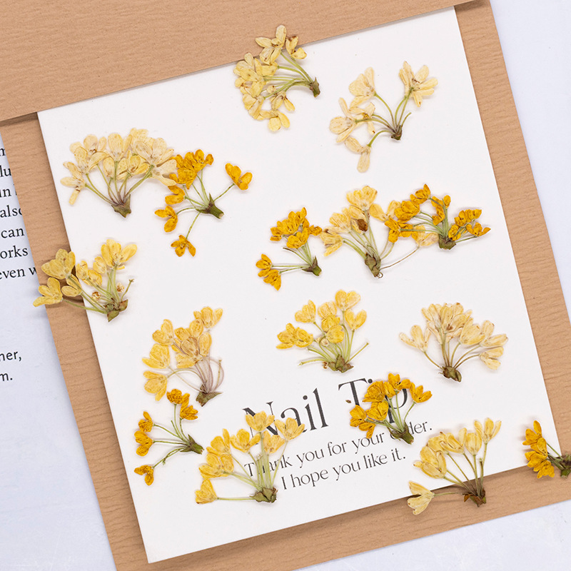 Dried Flower Pressed - 24 шт., натуральные настоящие прессованные цветы,