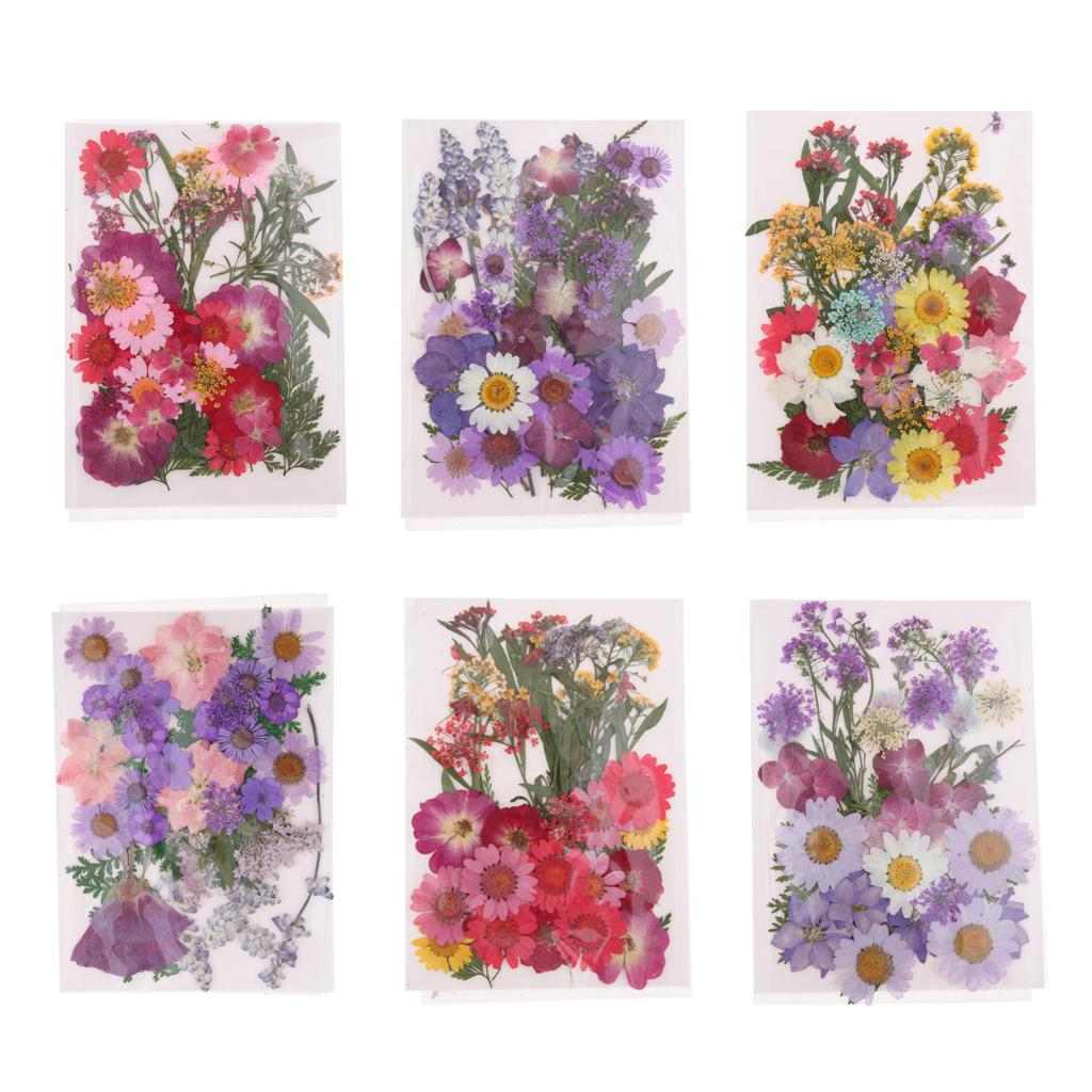 Натуральные прессованные сухоц – обзор и цена Dried Flower Pressed