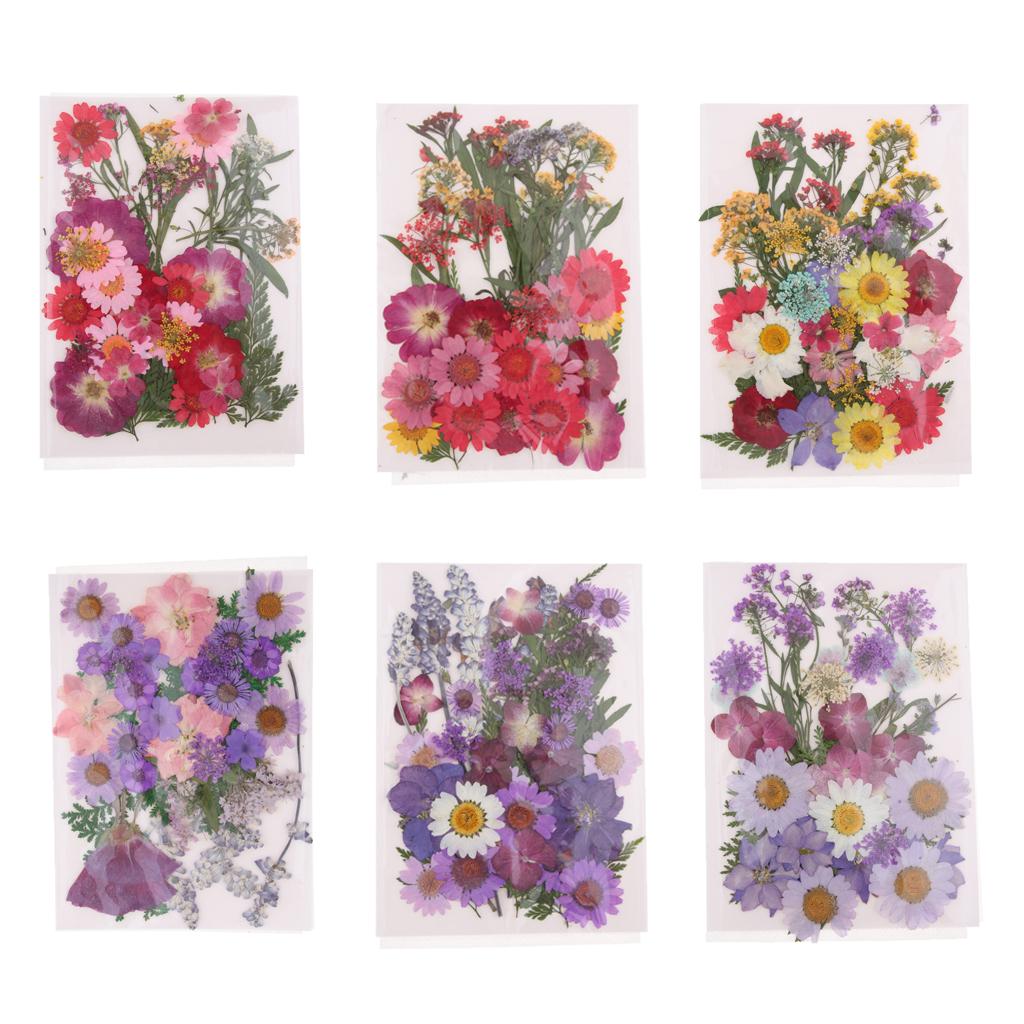 Натуральные прессованные сухоц – обзор и цена Dried Flower Pressed