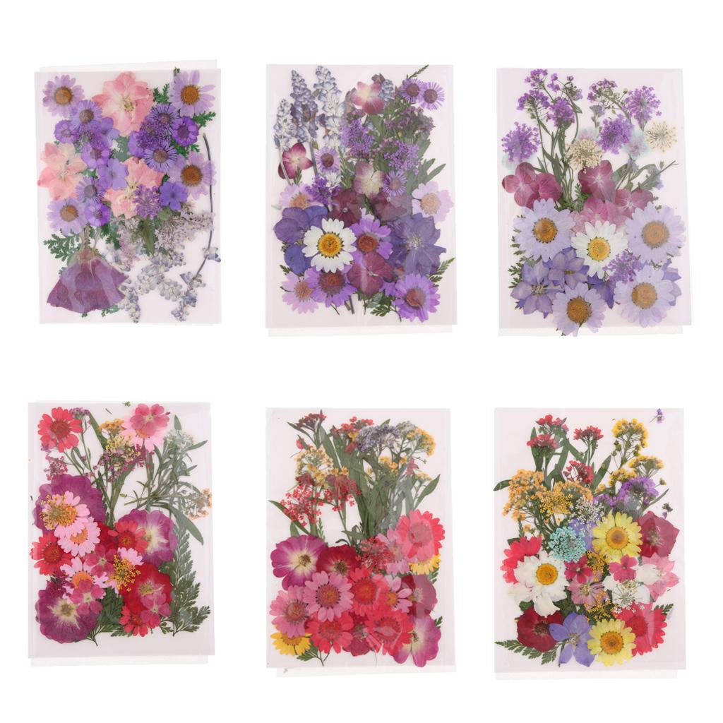 Натуральные прессованные сухоц – обзор и цена Dried Flower Pressed