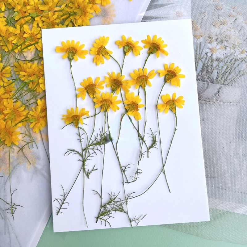 6-10 см/24 шт., Натуральные пр – обзор и цена Dried Flower Pressed