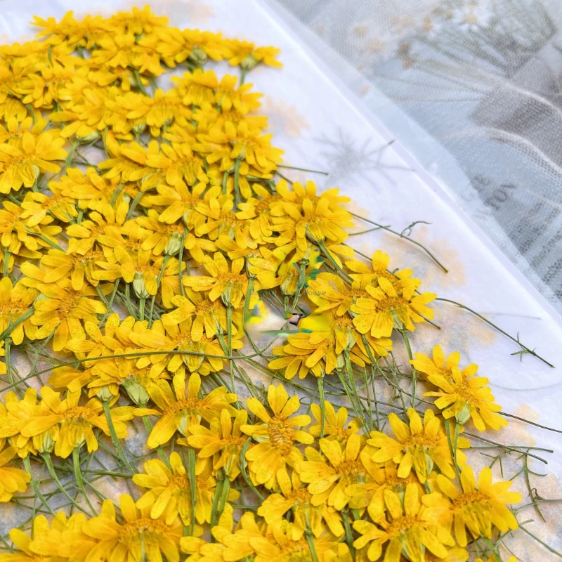 6-10 см/24 шт., Натуральные пр – обзор и цена Dried Flower Pressed