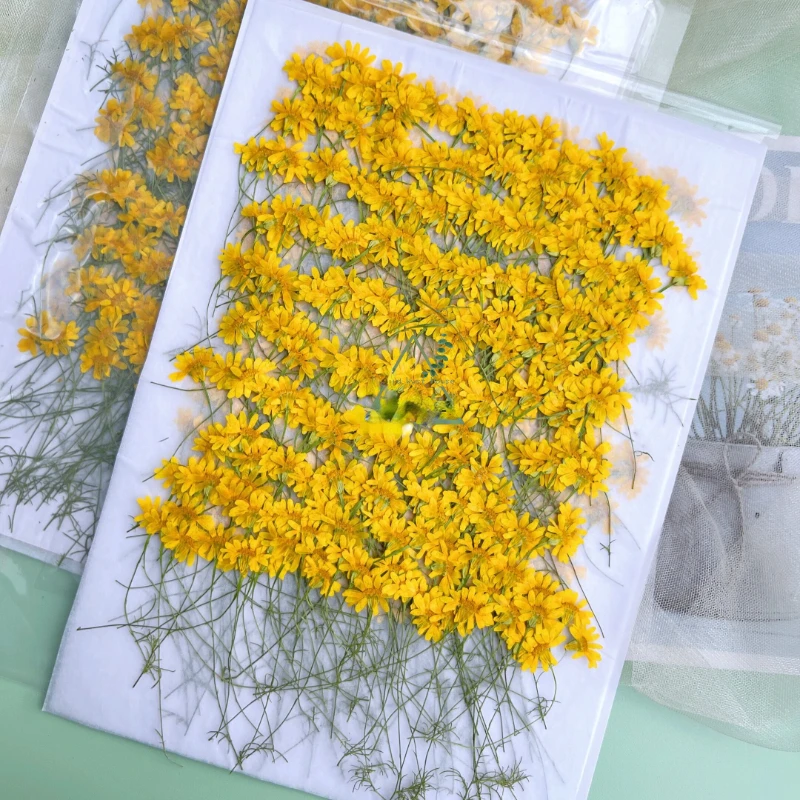 6-10 см/24 шт., Натуральные пр – обзор и цена Dried Flower Pressed